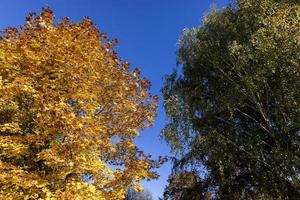 acero albero fogliame nel autunno foto