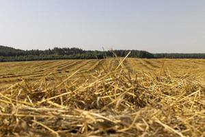 un' campo con cereali nel il estate foto