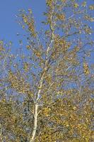 betulla foresta con alberi con giallo e verde fogliame foto