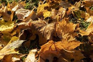 acero nel il autunno stagione foto