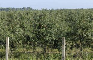 Mela raccogliere nel il Mela frutteto foto