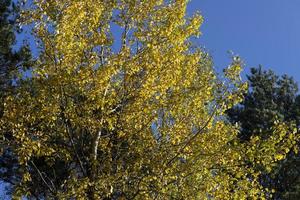 autunno natura con alberi durante il autunno di colorato fogliame foto