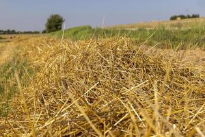 un' campo con cereali nel il estate foto