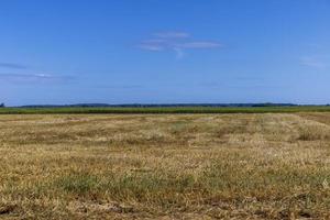 un' campo con cereali nel il estate foto