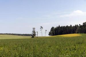 la deforestazione per legname raccolta , foresta foto