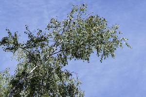 alto betulla albero nel estate foto