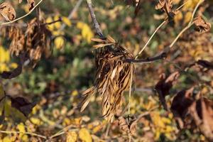 autunno parco con alberi durante foglia autunno foto