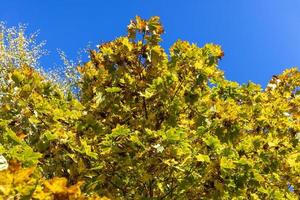 ingiallimento acero fogliame nel il autunno stagione foto