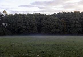 erba e alberi su un' nebbioso autunno mattina foto