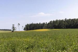 la deforestazione per legname raccolta , foresta foto