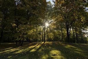 autunno parco con alberi durante foglia autunno foto