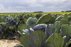 agricolo campo dove cavolo è cresciuto nel cavoli foto