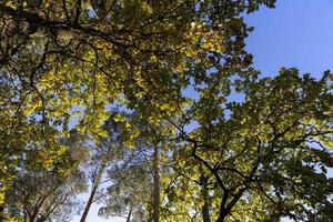 quercia albero nel autunno foglia autunno nel soleggiato tempo metereologico foto