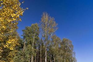 soleggiato autunno tempo metereologico nel un' betulla foresta con un' blu cielo foto