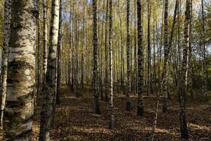 autunno foresta con un' grande numero di betulla alberi foto