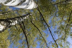 soleggiato autunno tempo metereologico nel un' betulla foresta con un' blu cielo foto