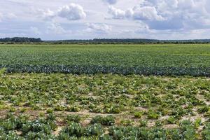 agricolo campo dove cavolo è cresciuto nel cavoli foto