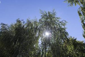 alberi nel un' misto foresta nel estate foto