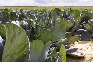 agricolo campo dove cavolo è cresciuto nel cavoli foto