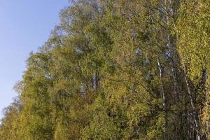 soleggiato autunno tempo metereologico nel un' betulla foresta con un' blu cielo foto