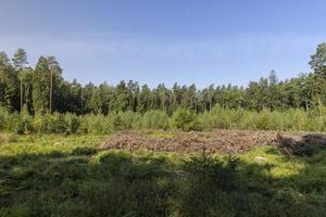 la deforestazione per legname raccolta , foresta foto