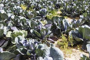 agricolo campo dove cavolo è cresciuto nel cavoli foto