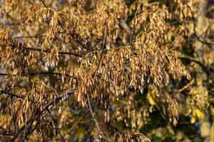 acero nel il autunno stagione foto