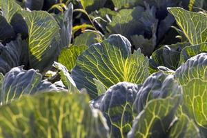 agricolo campo dove cavolo è cresciuto nel cavoli foto