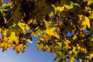 ingiallimento acero fogliame nel il autunno stagione foto