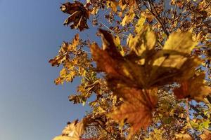 acero albero fogliame nel autunno foto