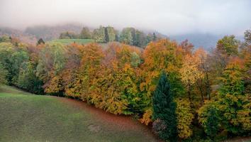 collina con alberi foto