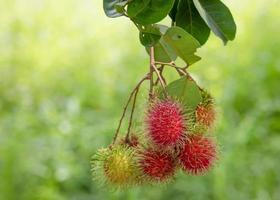 fresco rosso rambutan frutta sospeso su albero nel estate di Tailandia, tropicale frutta dolce gusto su verde sfondo. foto