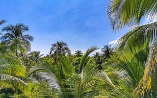 tropicale naturale palma albero noci di cocco blu cielo nel Messico. foto