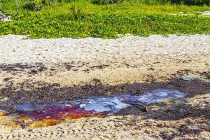 molto disgustoso rosso alga marina sargazo spiaggia con spazzatura inquinamento Messico. foto