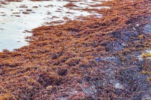 molto disgustoso rosso alga marina sargazo spiaggia con spazzatura inquinamento Messico. foto