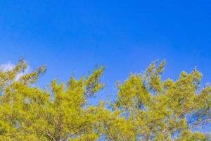 caraibico spiaggia abete palma alberi nel giungla foresta natura Messico. foto