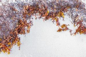 spiaggia molto disgustosa di alghe rosse sargazo playa del carmen messico. foto