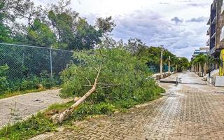 uragano 2021 playa del Carmen Messico distruzione devastazione rotto alberi. foto