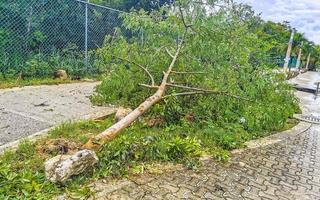 uragano 2021 playa del Carmen Messico distruzione devastazione rotto alberi. foto