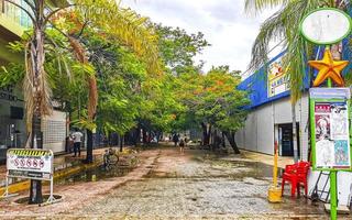 playa del Carmen quintana roo Messico 2021 uragano playa del Carmen Messico distruzione devastazione rotto alberi. foto