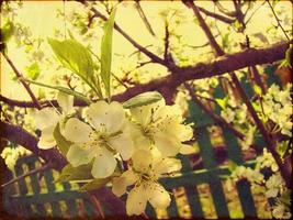 grunge primavera fiorire foto