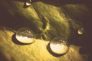 cavolo con gocce d'acqua foto