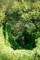 frondoso vite nel il foresta foto