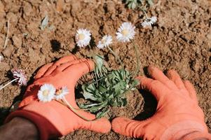 mano pianta fiore uomo giardinaggio foto