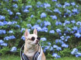 Marrone chihuahua cane indossare occhiali da sole e cuffie in giro collo seduta su verde erba nel il giardino con viola fiori sfondo, guardare su a copia spazio. foto