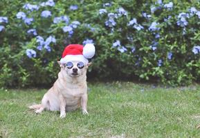 Marrone corto capelli chihuahua cane indossare occhiali da sole e Santa Claus cappello seduta su verde erba nel il giardino con viola fiori e copia spazio, guardare a telecamera. Natale e nuovo anno. foto