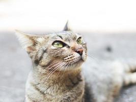 grigio gatto dire bugie giù su cemento pavimento e guardare su. foto