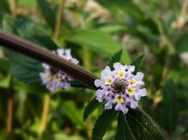 lantana camera, popolarmente chiamato lantana fioritura con naturale sfondo. foto