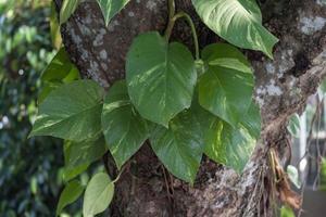 epipremnum aureum o d'oro pothos dimenarsi su un' grande albero nel il giardino. foto