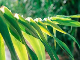 fogliame di gigante canna conosciuto come arundo donax su un' curvo gambo foto